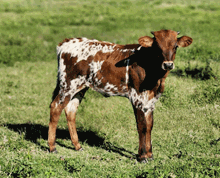 2022 G1F ONE TUFF GINGER HEIFER CALF