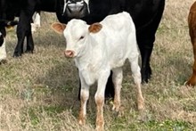 REBEL HR X RM OK LADY PAT 555 TAG 304
