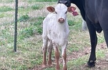 REBEL HR X RM OK LADY PAT 555 TAG 302