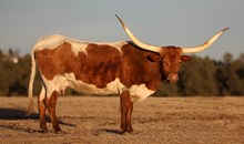 Premier Astoria T-Example