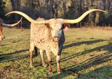 SH MELVA RANGER 70/5