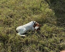 TS GIANNA X REBEL HR (H) TAG 528