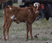 REBEL HR X MERCIFUL DIVA 220