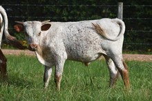 Rebel HR x Texana All Square Tag 217