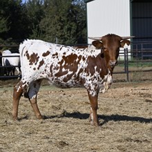 OLD TOWN GYPSY BCB X REBEL HR - TAG 4246