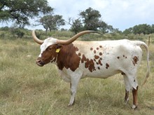 FORMAL RANCH MISS