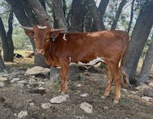 #17 #147Y REBEL X CHEX MIX