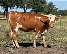 #20 #W36 REBEL X 20G SPECIAL