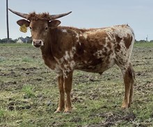 SBC 070 Steer