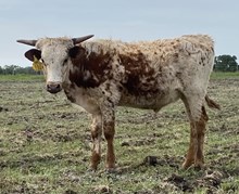 SBC 097 Steer